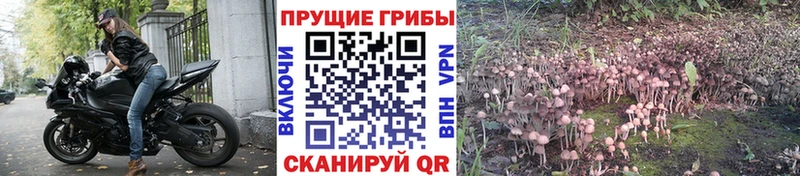 закладка  Кизляр  Галлюциногенные грибы Psilocybe 