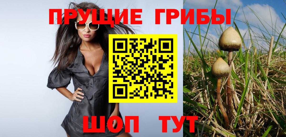 Галлюциногенные грибы Psilocybine cubensis Кизляр